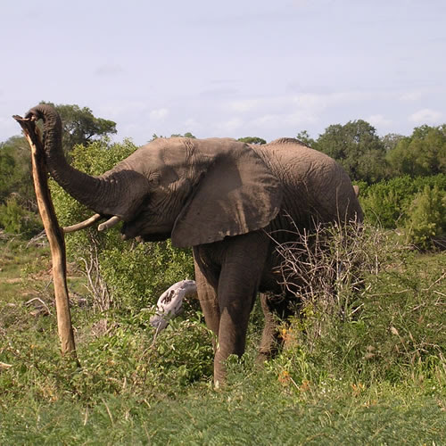 elephant