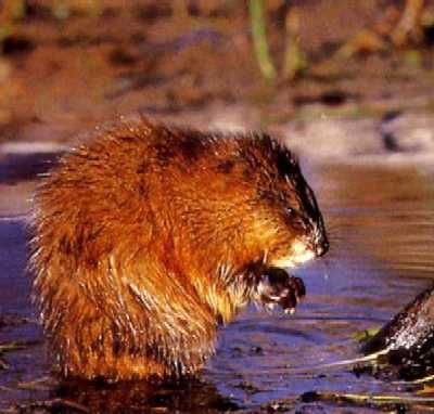 Muskrat