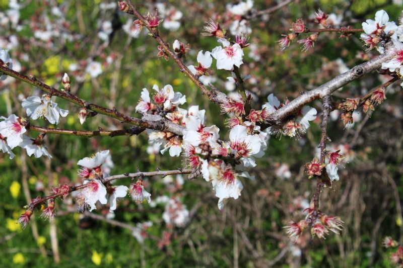 almond flower 4