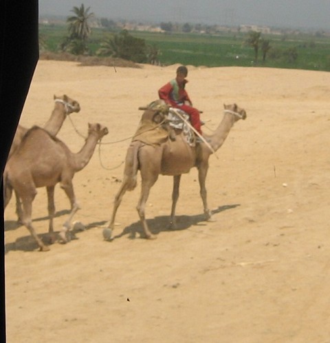 camels