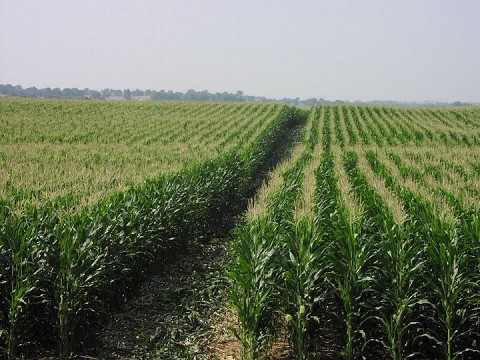 corn field