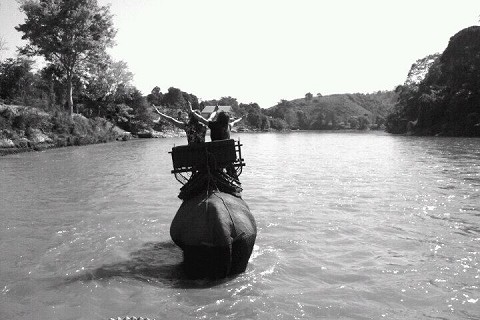 elephant in river