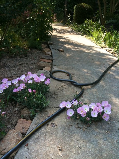 flowers in sidewalk