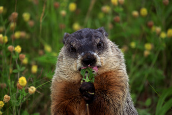 groundhog