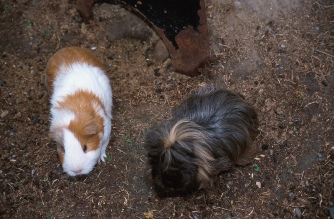 guinea pigs