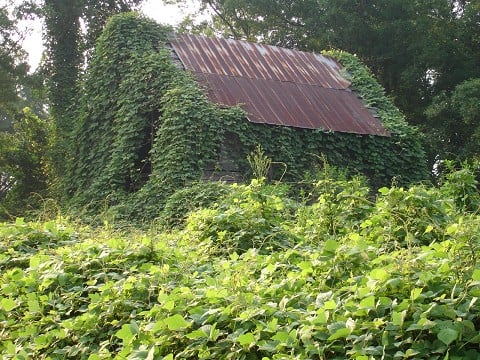 kudzu barn 1