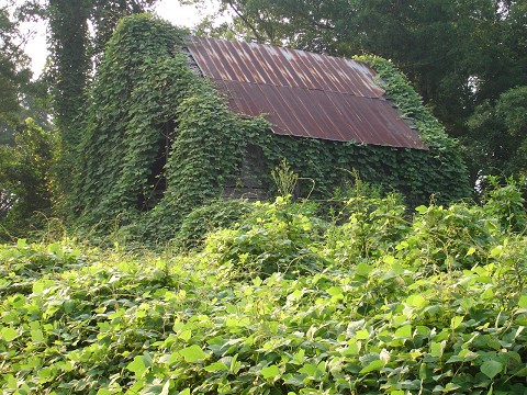 kudzu barn