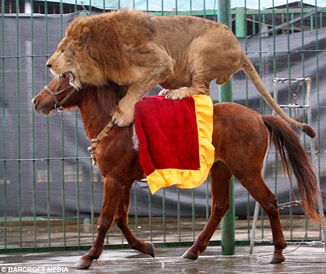 lion horse