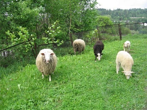 sheep 2