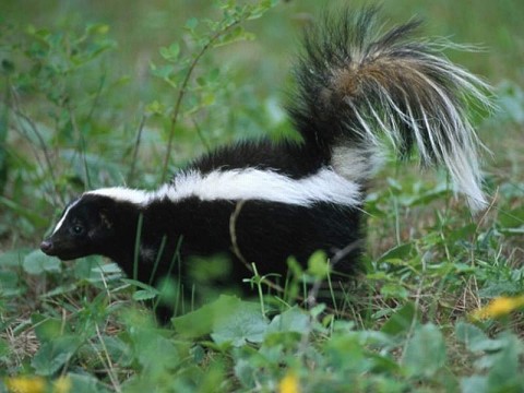 All we like skunks have gone astray 3 skunk
