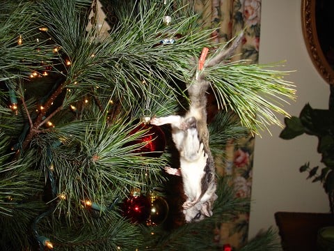 squirrel ornament