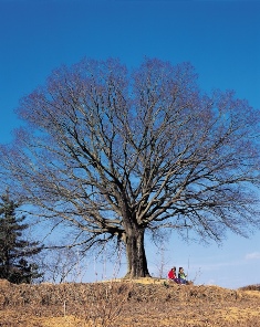 under the tree