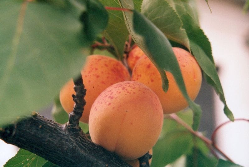 apricot 1327663